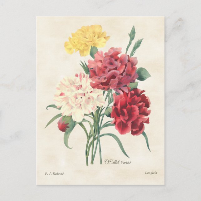 Carnations Vintage Botanical Postcard (Front)
