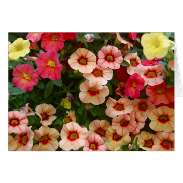 Carnaval (Front Horizontal)