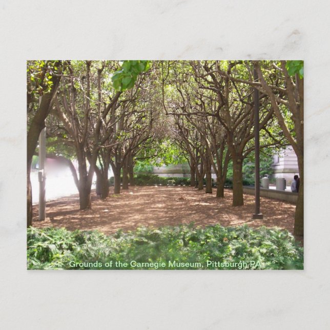 Carnegie Museum Postcard (Front)