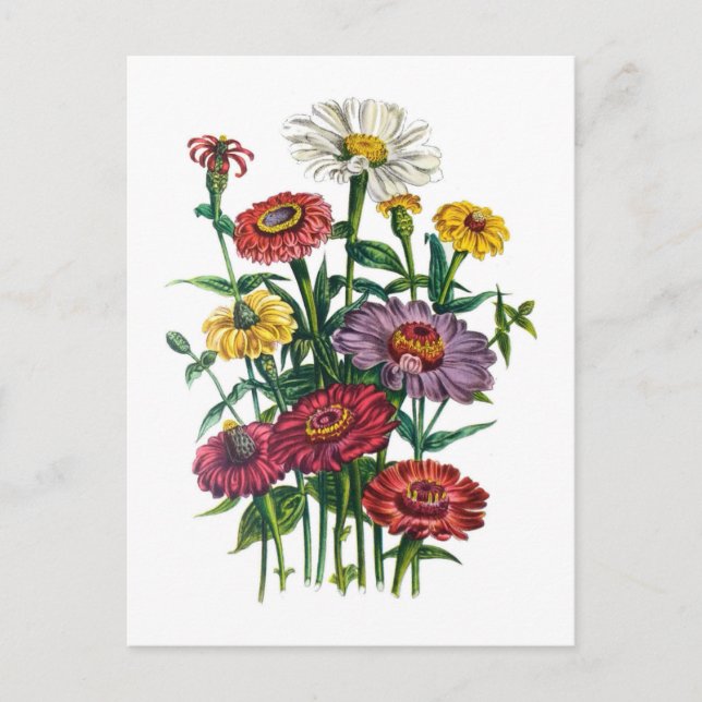 Carnival of flowers postcard (Front)