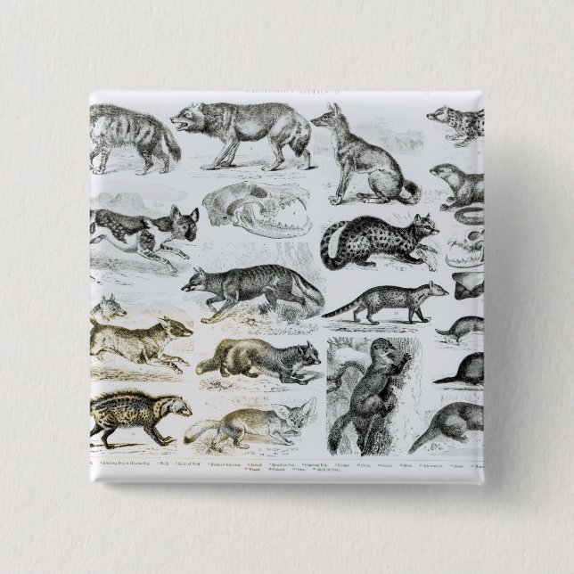 Carnivorous Animals 15 Cm Square Badge (Front)