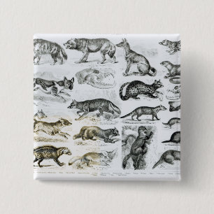 Carnivorous Animals 15 Cm Square Badge