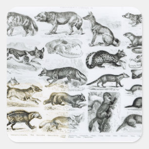 Carnivorous Animals Square Sticker