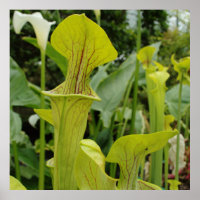 Carnivorous Green Pitcher Plant