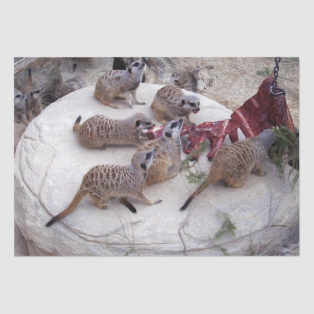 Carnivorous Meerkats Having Ribs For Tea, Tissue Paper (Front)