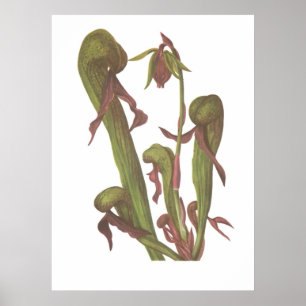 Carnivorous Plant - Darlingtonia californica Poster