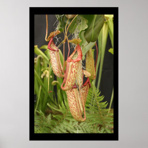 Carnivorous  Plant Poster