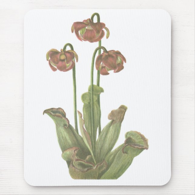 Carnivorous Plant - Sarracenia purpurea Mouse Pad (Front)