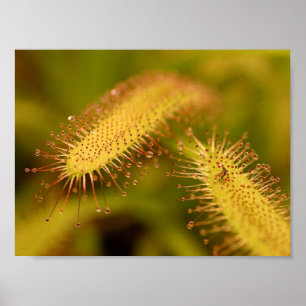 carnivorous plants poster