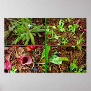 Carnivorous Plants Poster