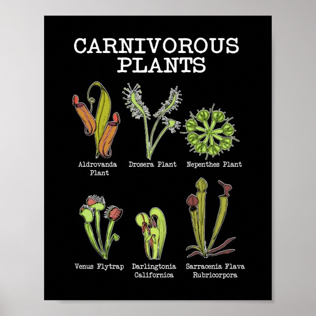 Carnivorous Plants Species Saracenia Venus Flytrap Poster (Front)