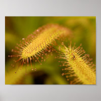 carnivorous poster plants