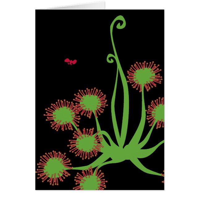 Carnivorous Sundew Plant (Front)