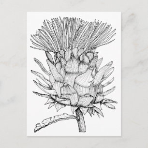 Caro the cardoon postcard