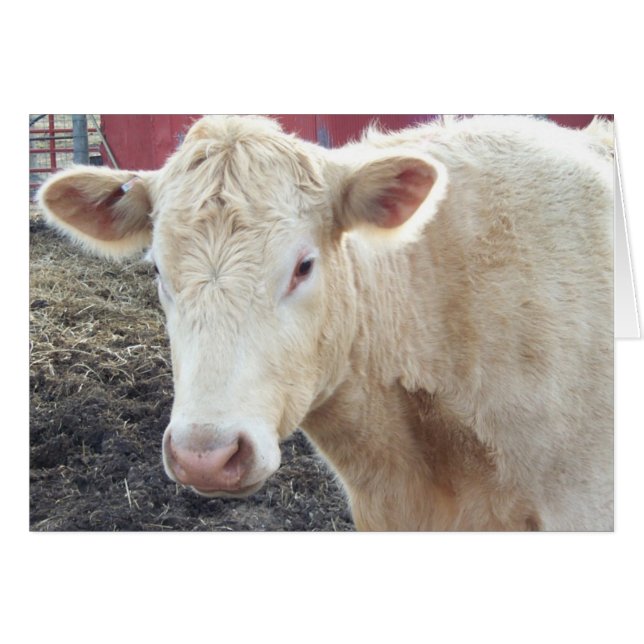 Carole’s Cow (Front Horizontal)