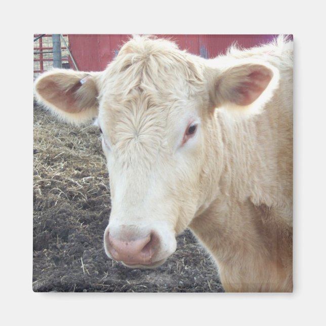 CAROLE'S COW MAGNET (Front)