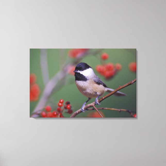 Carolina Chickadee Canvas Print (Front)