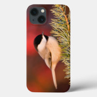 Carolina Chickadee in Blue Atlas Cedar