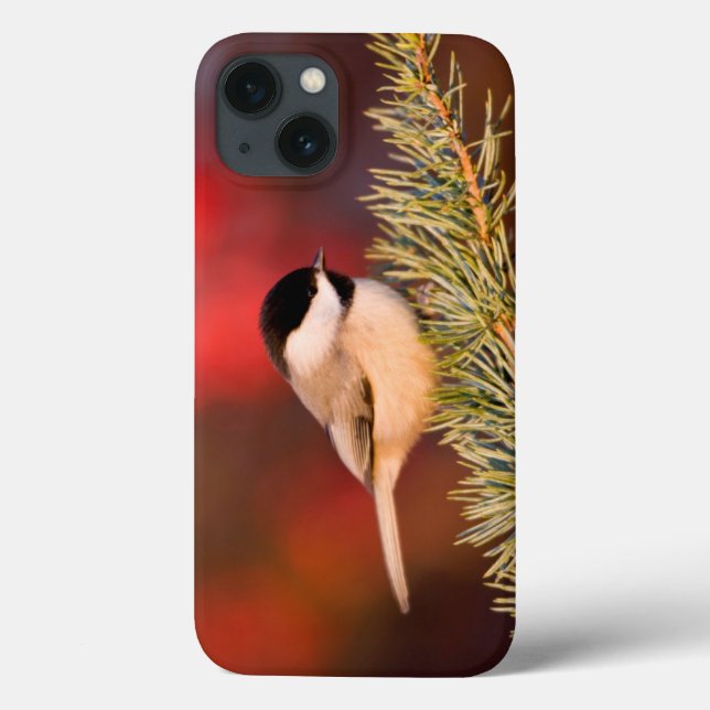 Carolina Chickadee in Blue Atlas Cedar Case-Mate iPhone Case (Back)