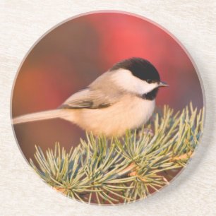 Carolina Chickadee in Blue Atlas Cedar Coaster