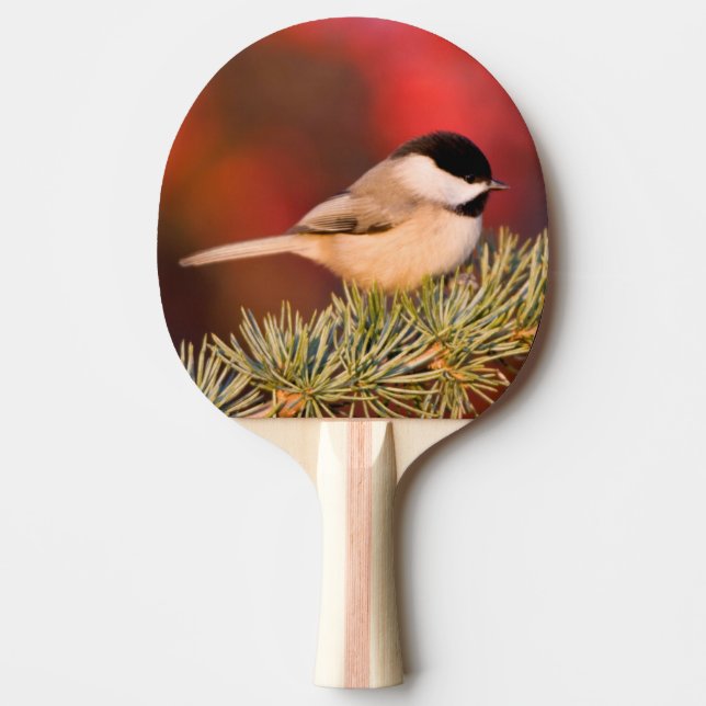 Carolina Chickadee in Blue Atlas Cedar Ping Pong Paddle (Front)