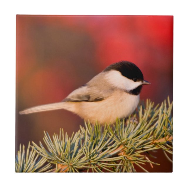 Carolina Chickadee in Blue Atlas Cedar Tile (Front)