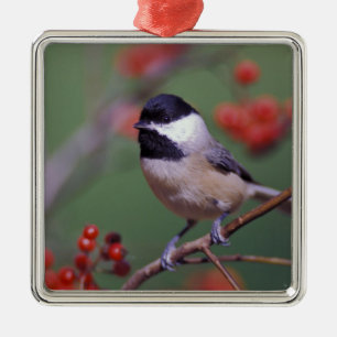 Carolina Chickadee Metal Tree Decoration