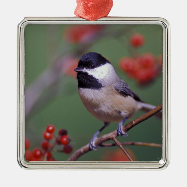 Carolina Chickadee Metal Tree Decoration (Front)
