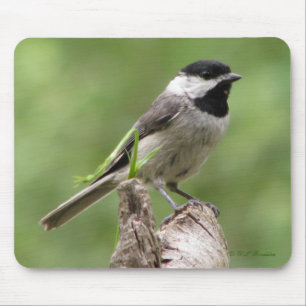 Carolina Chickadee Mousepad