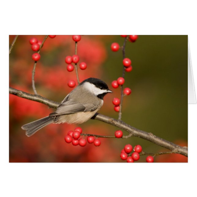 Carolina Chickadee on Common Winterberry bush (Front Horizontal)
