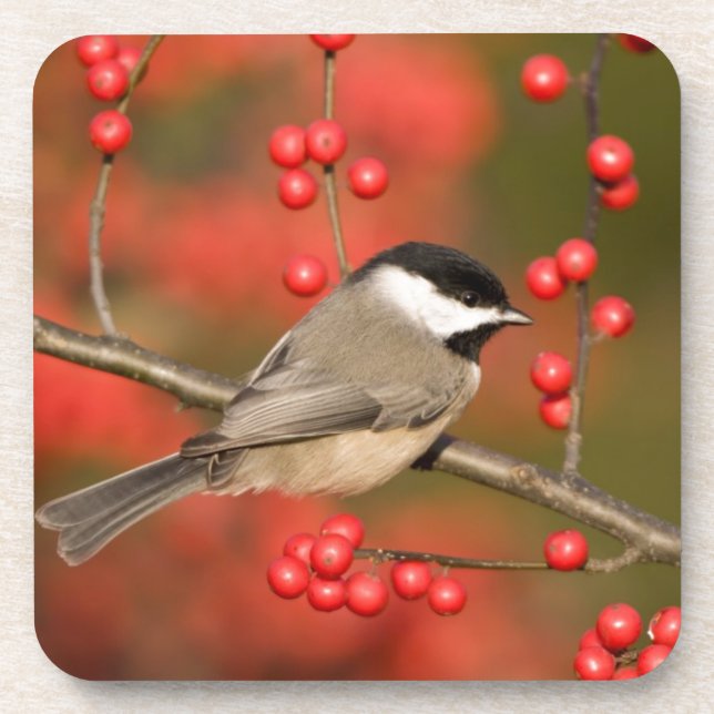 Carolina Chickadee on Common Winterberry bush Coaster (Front)