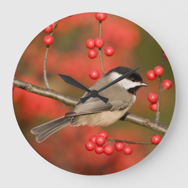 Carolina Chickadee on Common Winterberry bush Large Clock (Front)