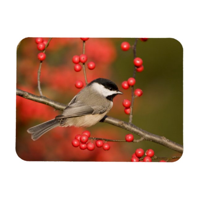 Carolina Chickadee on Common Winterberry bush Magnet (Horizontal)