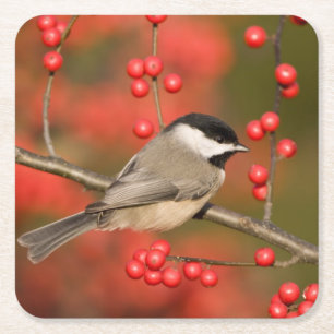 Carolina Chickadee on Common Winterberry bush Square Paper Coaster