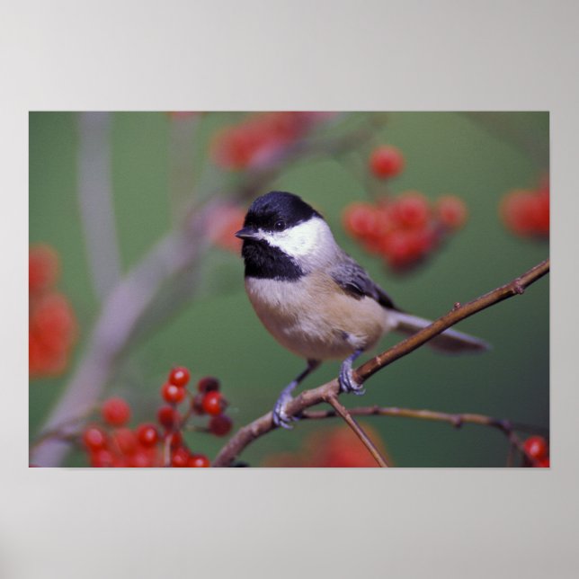 Carolina Chickadee Poster (Front)