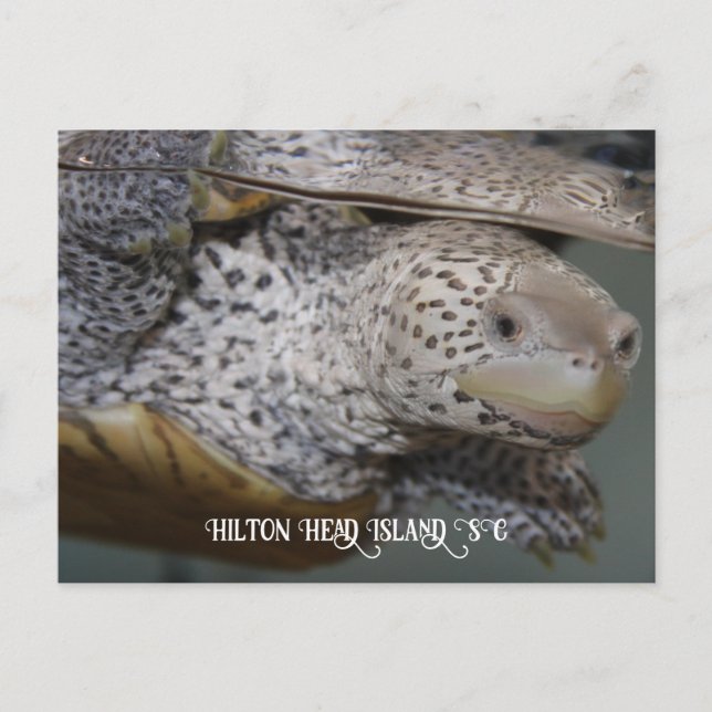 Carolina Diamondback terrapin 2 Postcard (Front)