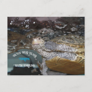 Carolina Diamondback Terrapin Postcard
