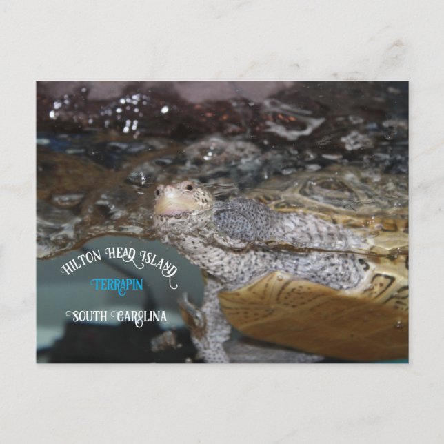 Carolina Diamondback Terrapin Postcard (Front)