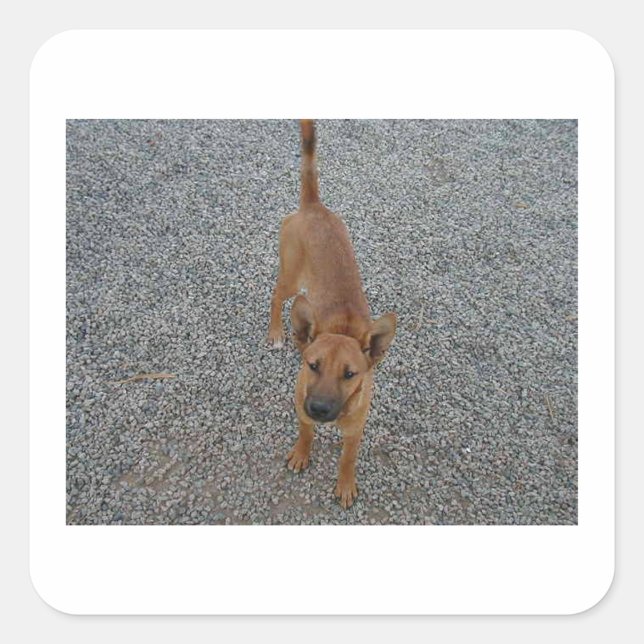 Carolina dog full.png square sticker (Front)