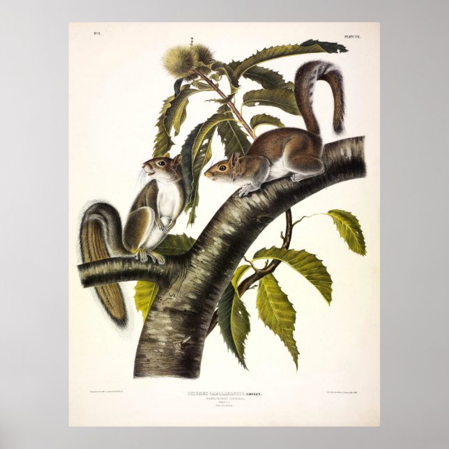 Carolina (Eastern) Grey Squirrel by Audubon Poster (Front)
