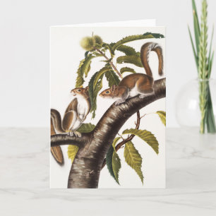 Carolina Grey Squirrel (Sciurus Carolinensis) Card