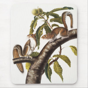 Carolina Grey Squirrel (Sciurus Carolinensis) Mouse Pad