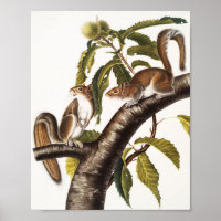 Carolina Grey Squirrel (Sciurus Carolinensis)