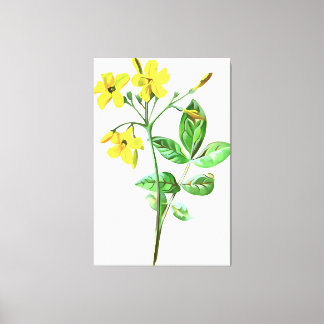 Carolina Jasmine Botanical Art Canvas Print