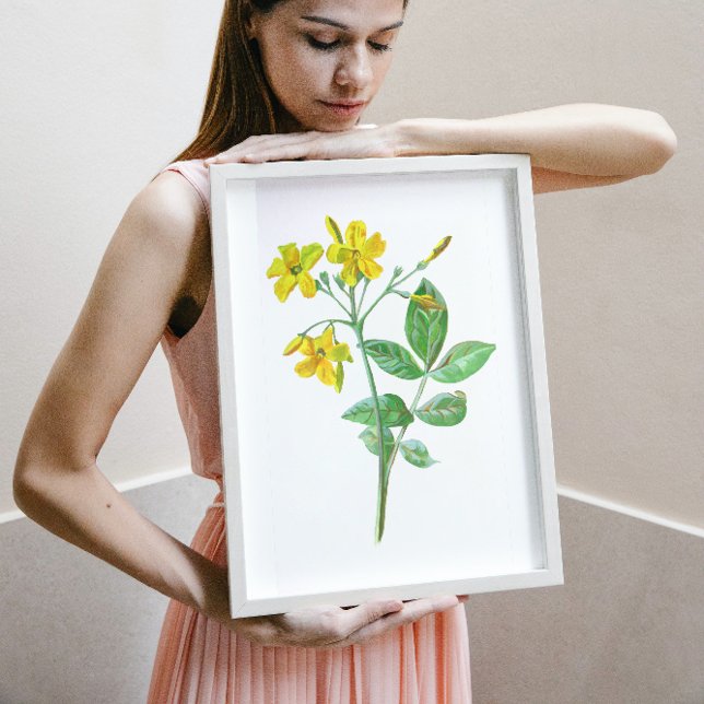 Carolina Jasmine Botanical Art Poster (Creator Uploaded)