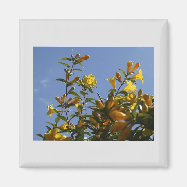 Carolina Jasmine Magnet (Front)