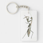 Carolina Mantis