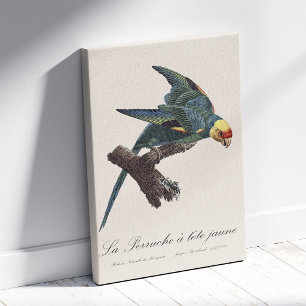 Carolina parakeet, Conuropsis carolinensis Canvas Print