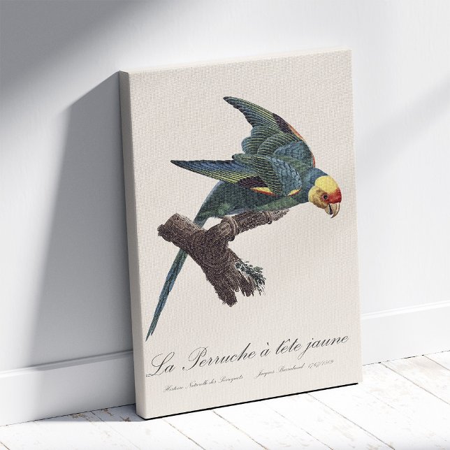 Carolina parakeet, Conuropsis carolinensis Canvas Print (Carolina parakeet, Conuropsis carolinensis. Canvas Print)
