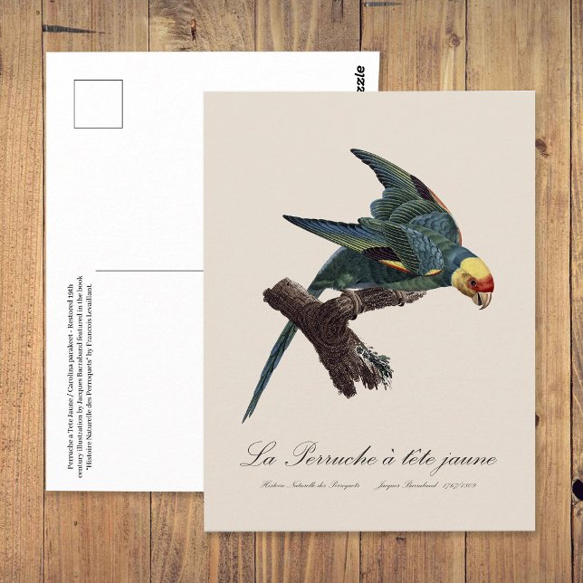 Carolina parakeet, Conuropsis carolinensis Postcard (Carolina parakeet, Conuropsis carolinensis. Postcard)